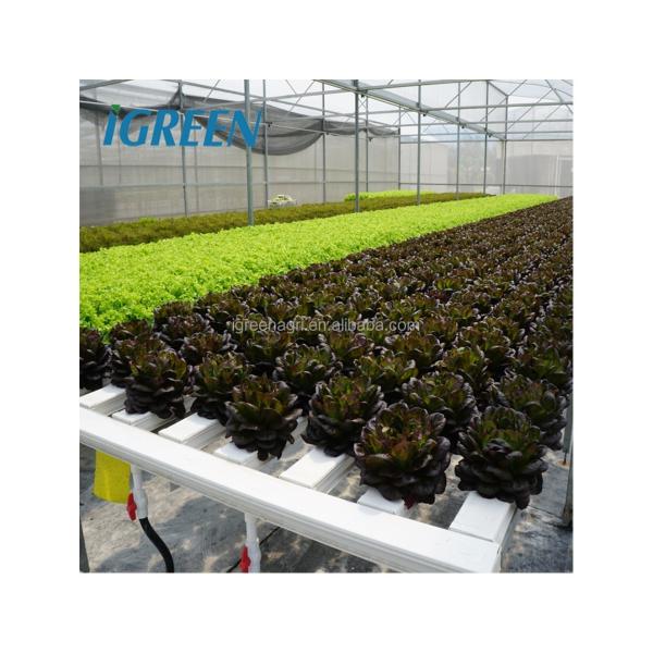 Quality Commercial NFT Single Hydroponic System Growing Vegetable with Film Cover for sale
