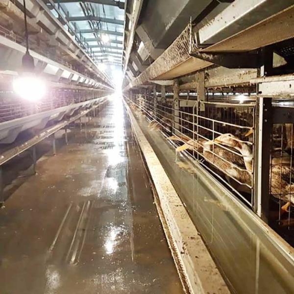 Durable Automatic Duck Cage Factory Commercial Duck Cage For Eggs
