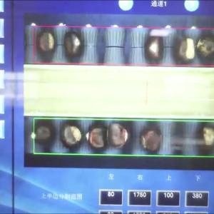 High Capacity 8 lanes+8 outlets Chestnut Sorting Machine: Bulk Processing,