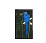 Android RK3288 32" 1920x1080 500cd/m2 LCD Digital Signage