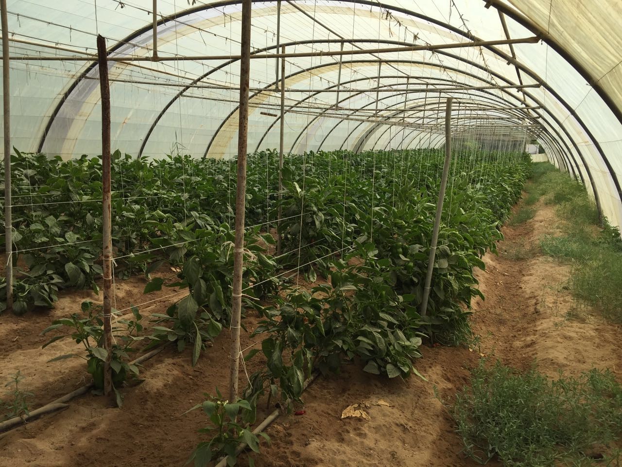 UV Treated Polypropylene Tomato Tying Twine For Greenhouse Cucumber