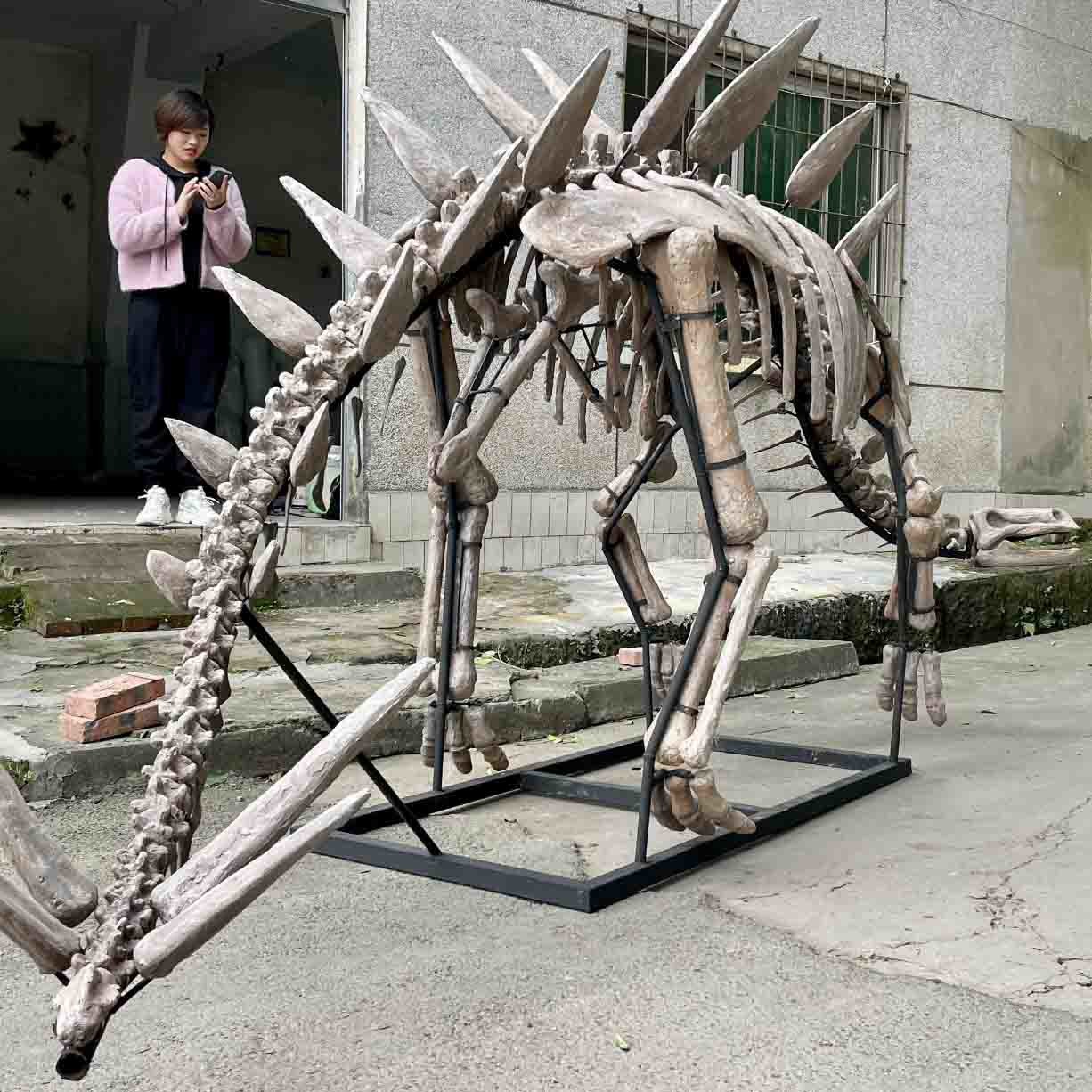 Outdoor / Indoor Life Size Dinosaur Skull Replica , Dinosaur Fossil Replicas
