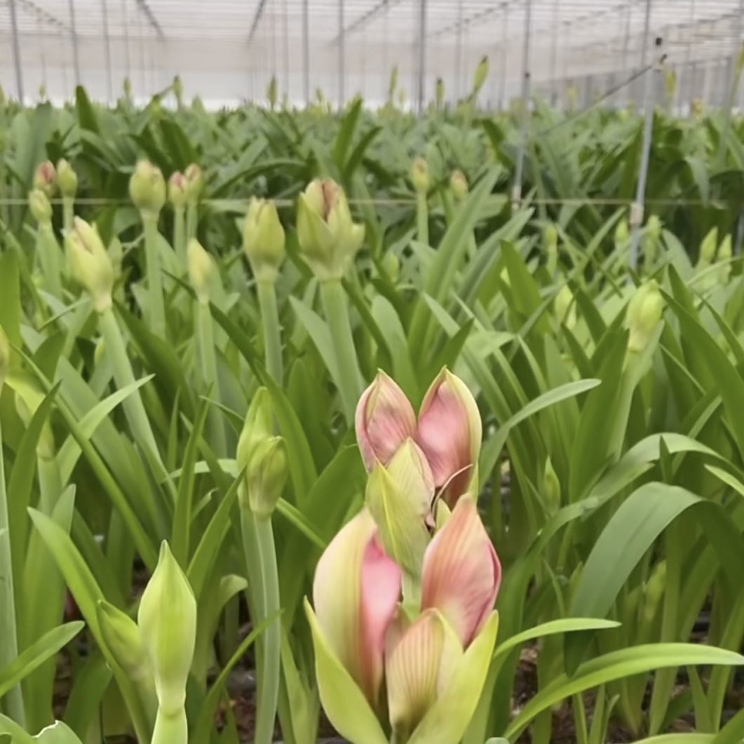 Greenhouse for Growing Vegetables and Flowers