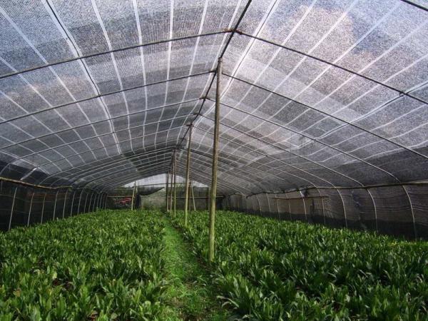 High Speed Raschel Knitting Machine , Greenhouse Agriculture Vegetable Net