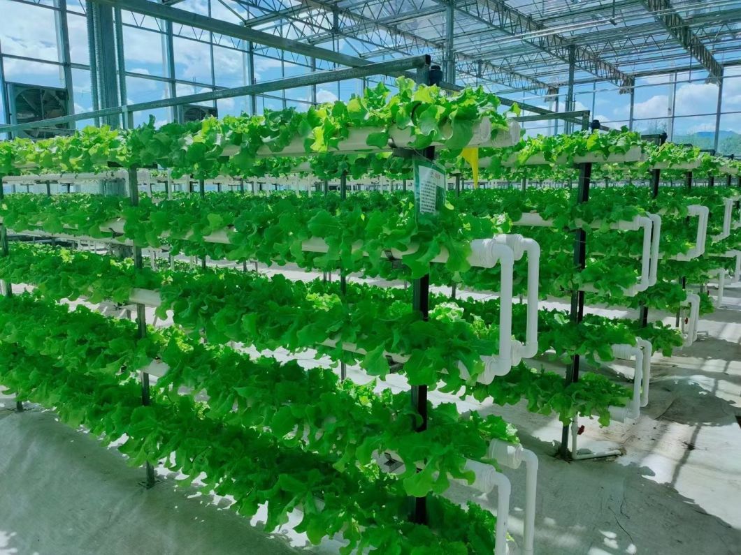 Vertical Farming Container Greenhouse with Hydroponic Features