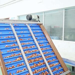 AI-Powered Sizing 2.0 Tons Per Hour 8-Lane Palm Dates Sorting Machine