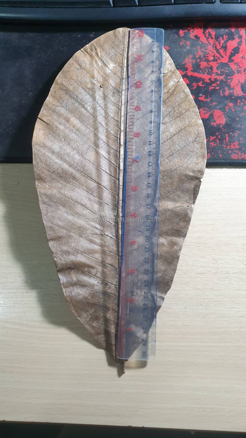 Make Mouth-Watering Rice Dumplings with Vacuum-Packed Fresh Bamboo Leaves Part Leaf