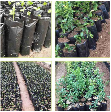 Plastic Nursery Bag for Garden Plant Fruit Vegetable Flower Planter