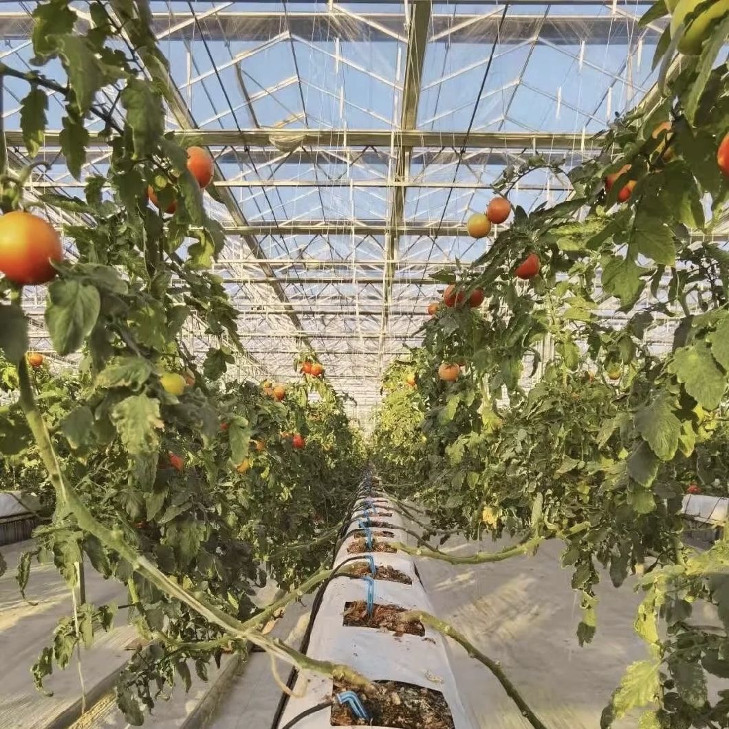 a Type Roof Glass Greenhouse for Hydroponic Vegetables