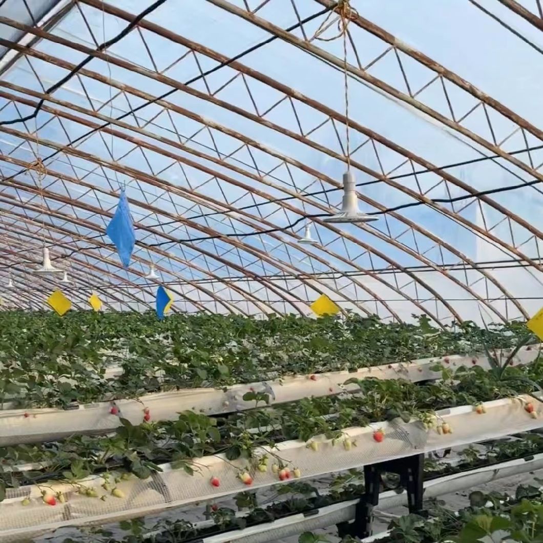 Hydroponic Seeding Breening Greenhouse