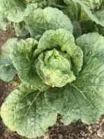 Quality Large Organic Flat Head Cabbage With Japan Standard HACCP&GAP Standard for sale