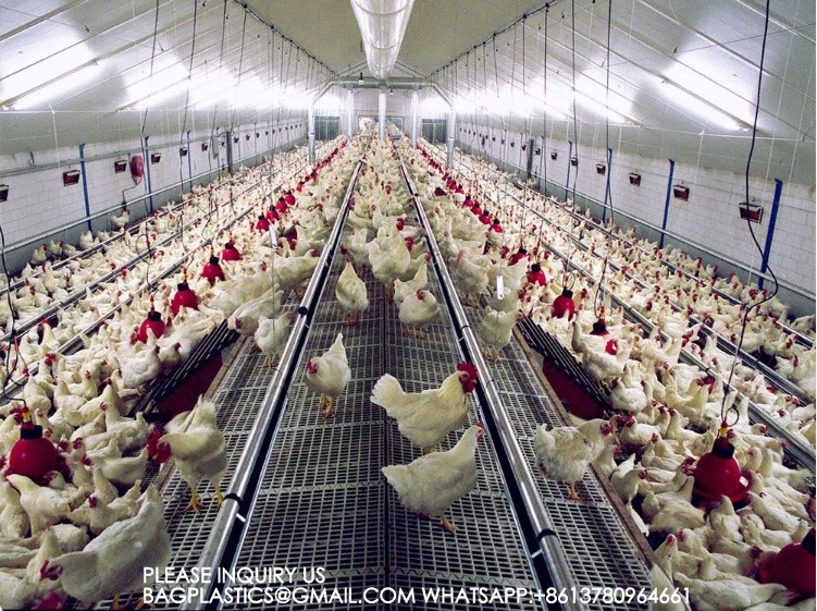 Poultry Farm Equipment Chicken House Animal Feeder Galvanized Automatic Chicken Feeder