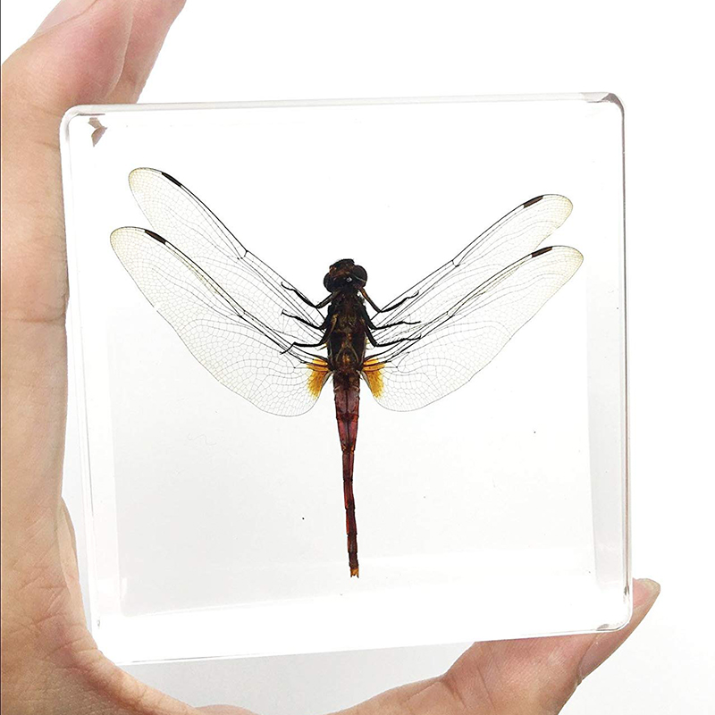Cubic acrylic resin paper weight with insect and flowers inside acrylic paperweight