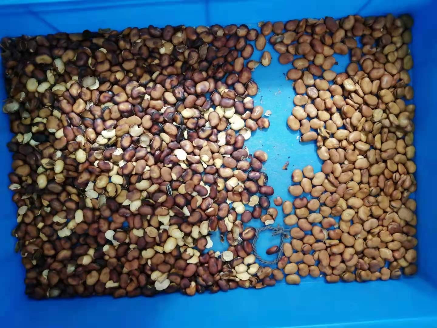 Intelligent Algorithm Soybean Sorting Machine 220V 50HZ