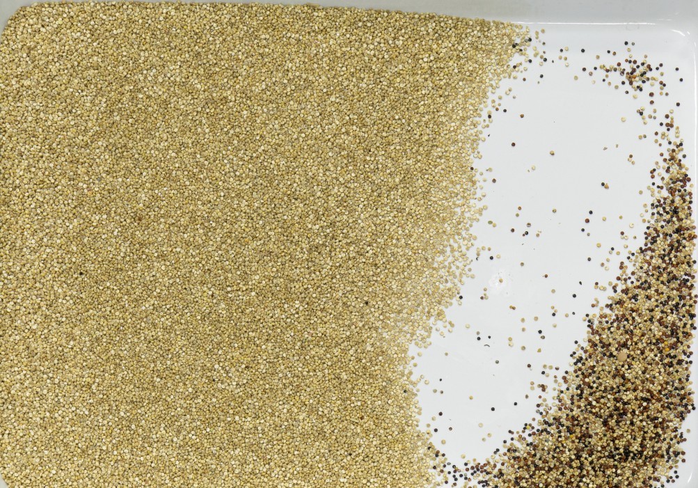 Wenyao small grain colour sorter for sale peanut seed colour price sorting machine colour sorter manufacturer