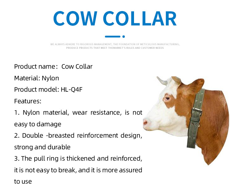 Silver Buckle Cow Collar Ultimate Choice for Successful Livestock Management