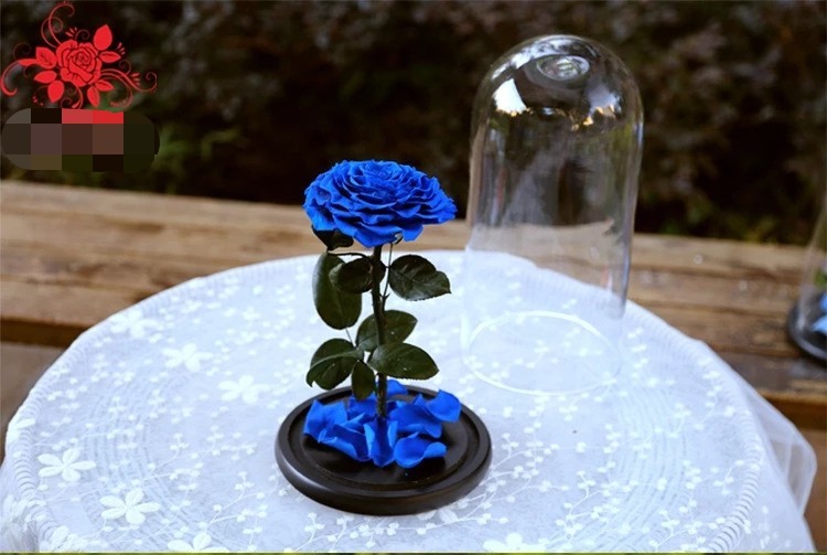 Hot sale Natural Fresh flower rose in big long glass dome Home Decoration and Christmas gift
