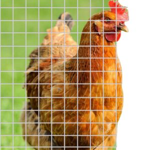 Widely Used Galvanized Welded Wire Mesh For Chicken Pens And Galvanized Welded