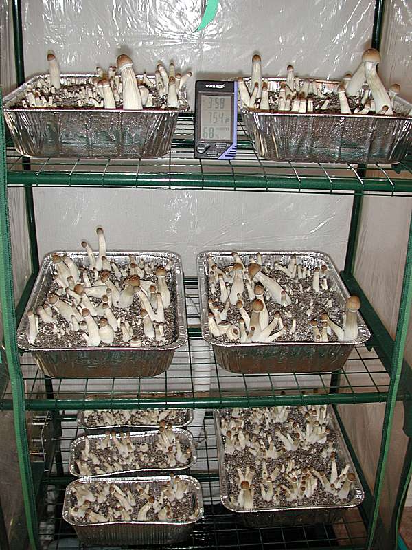 mushroom plant wire shelving 