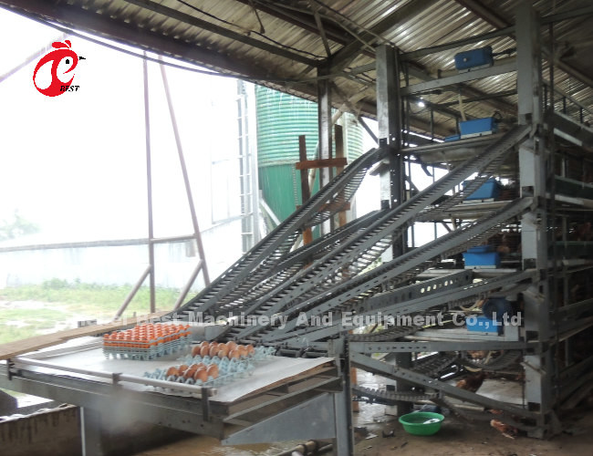 Automatic Hdg Battery System Of Poultry Farming With Nipple Drinker Rose