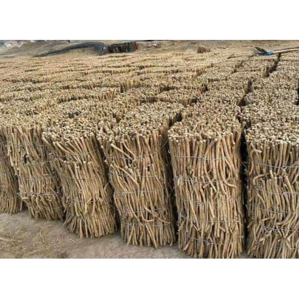 Chinese Mongolian Milkvetch Root Pure Dry Astragalus Membranaceus Root