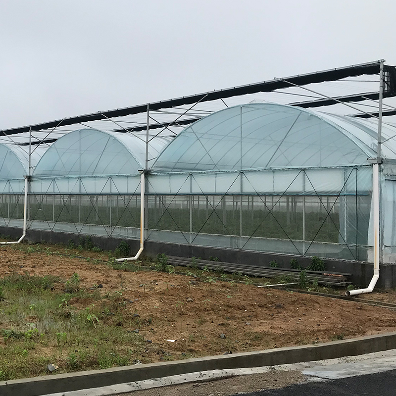 Agricultural Greenhouse Ltd. Presents Large Vertical Hydroponic System for Lettuce