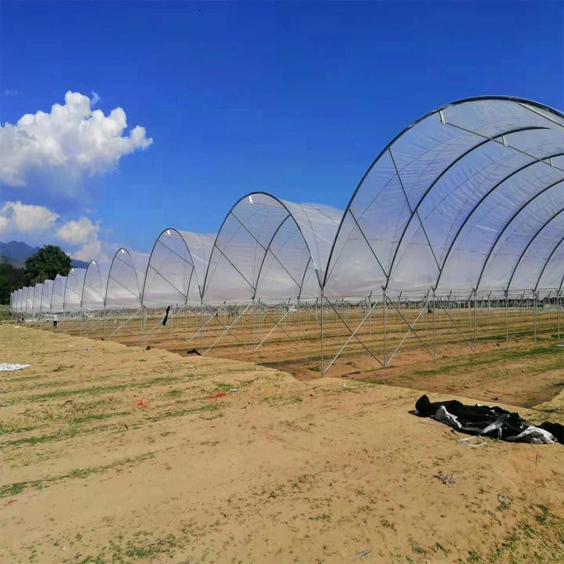 New Design Multi Span Film Plastic Tunnel Agricultural Greenhouse Growing Different Types Berries Strawberry Blueberry