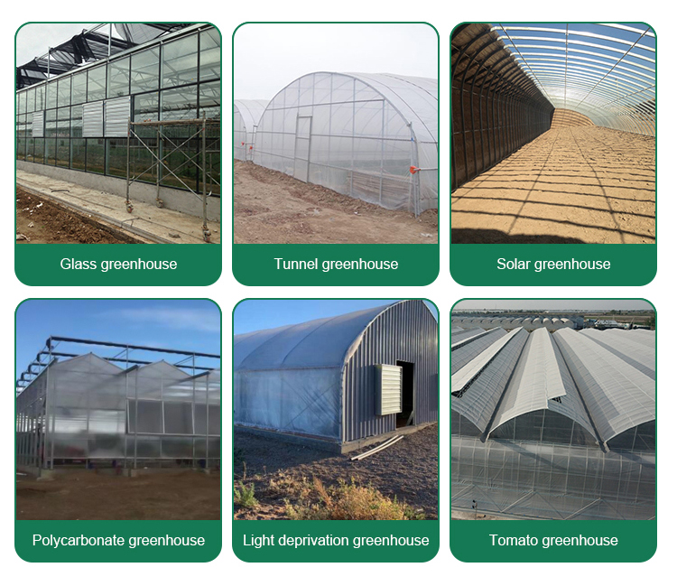 Optimize Tomato Production with 8m Width Glass Greenhouse and Farm Irrigation Systems
