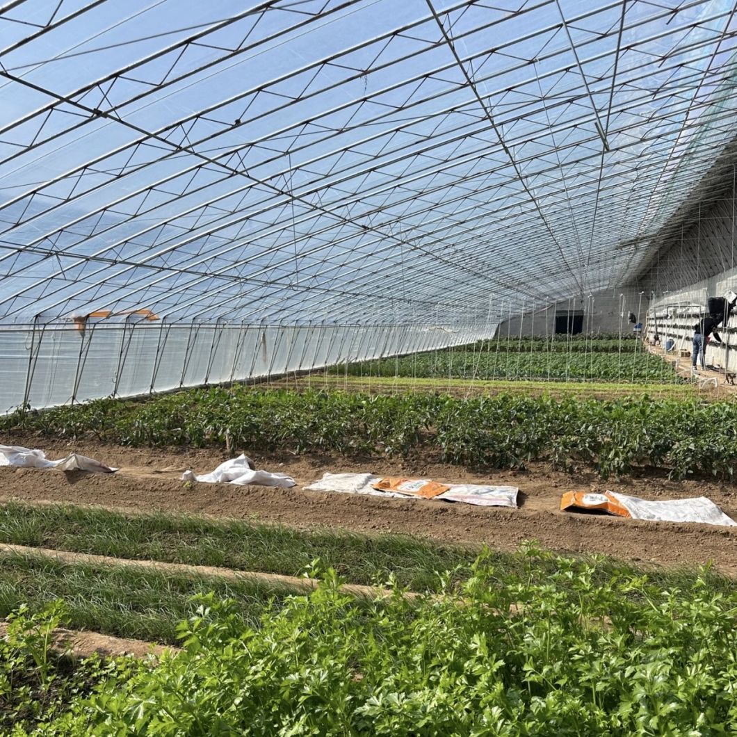 Hydroponics Sunlight Greenhouse Aquaculture Vegetable Production