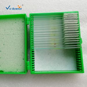 Laboratory Teaching Protozoa Algae 20pcs Microscope Glass Slides