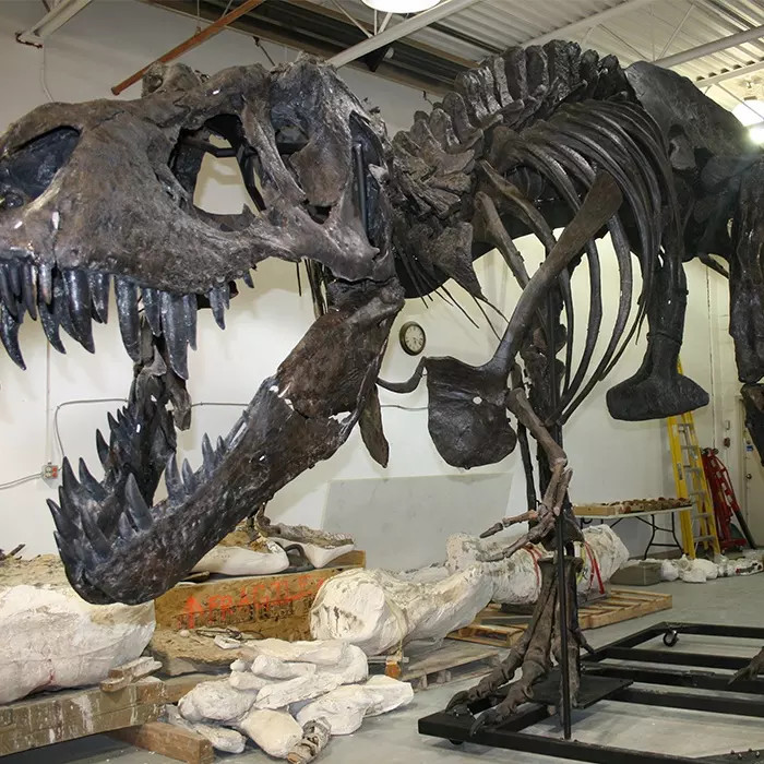 Indoor Dinosaur Skeleton Replica Youth Age 12 Months Warranty