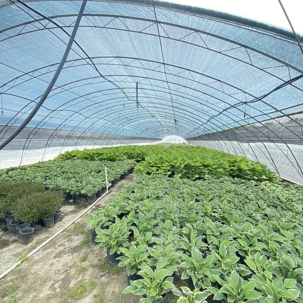 Water Pipe Tunnel Greenhouse for Tomatoes and Strawberries