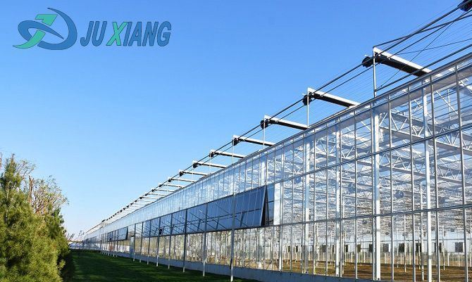 Tomato Cucumber Lettuce Growing System