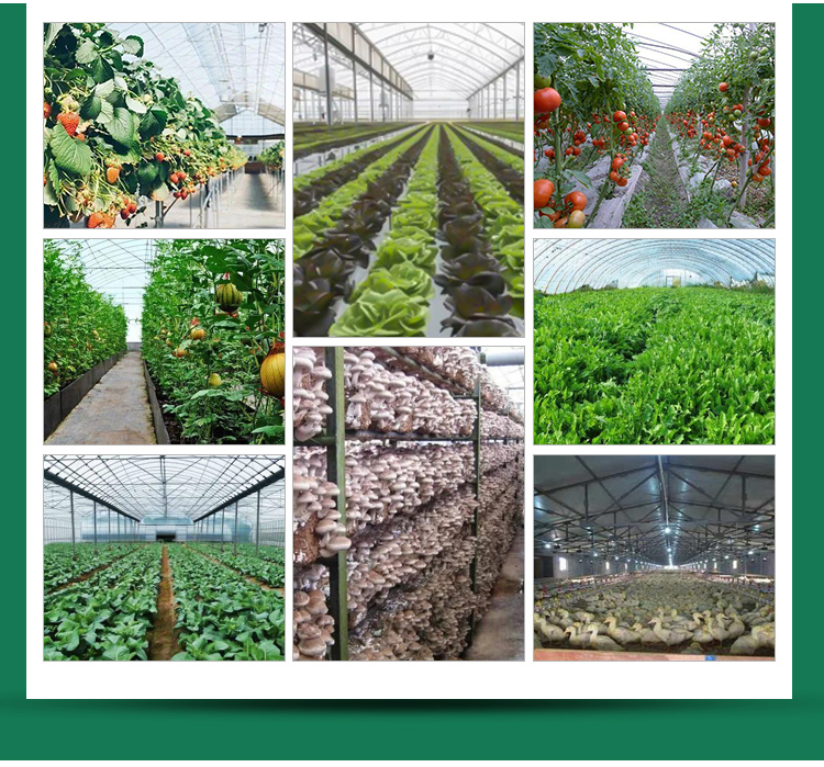 Optimize Tomato Production with 8m Width Glass Greenhouse and Farm Irrigation Systems