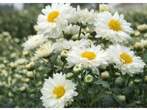 GMP factory supply organic Feverfew extract 0.8% Parthenolide powder