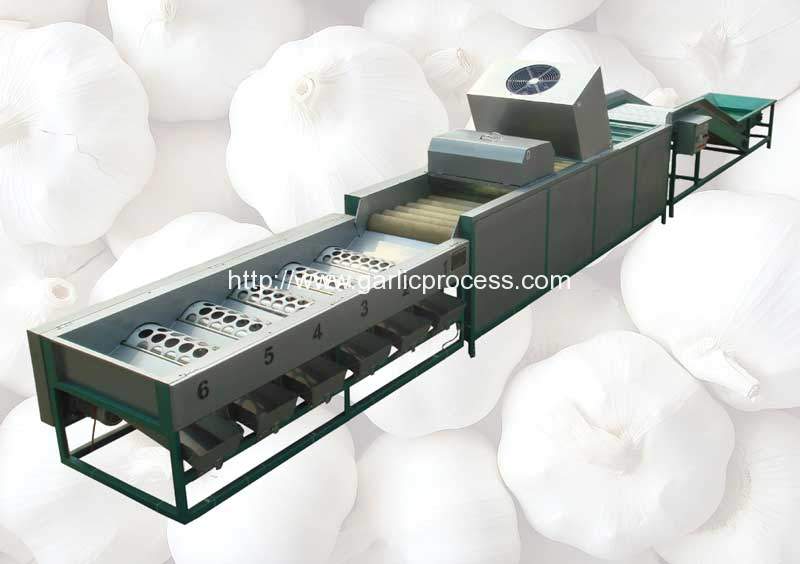 automatic-garlic-dry-cleaning-and-sorting-grading-machine