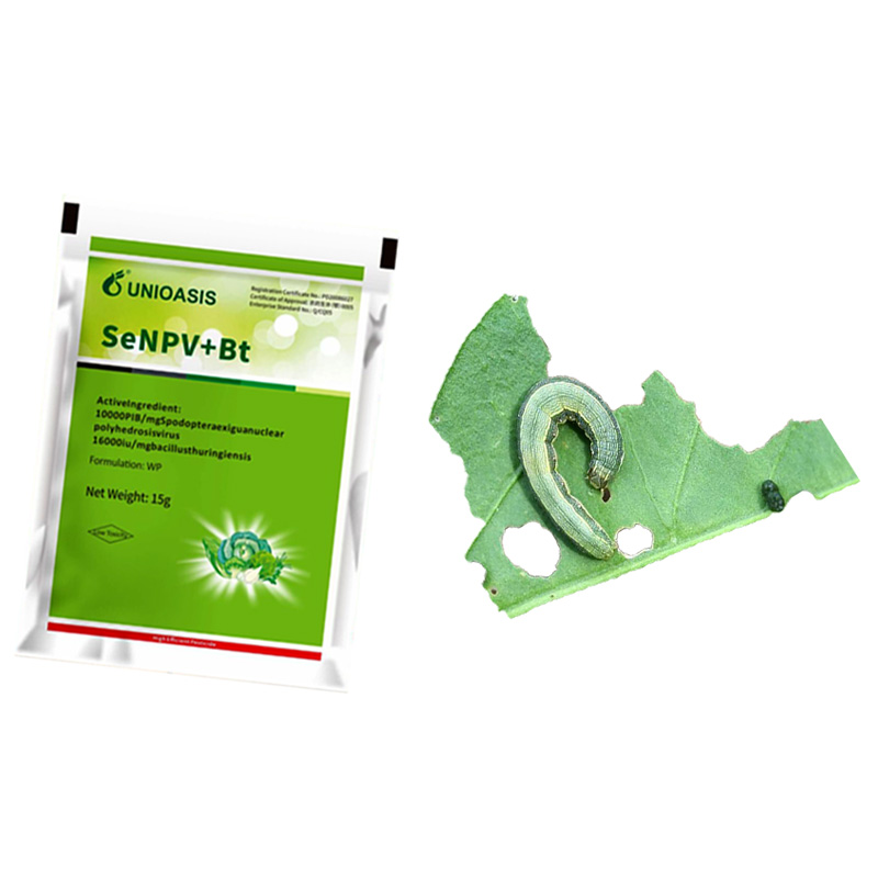 Organic Vegetable Beet Army Worm Control Pesticide Powder Agriculture Pesticide Cabbage Wroms SeNPV BT