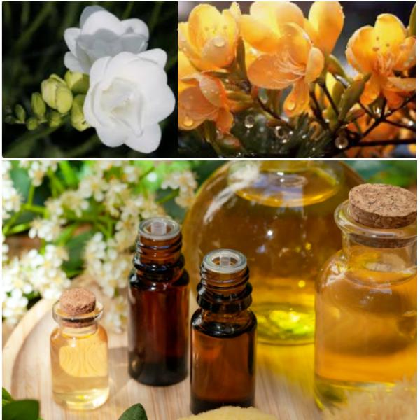 Sustainable 100% Pure Freesia Essence For Diffuser Reed Sticks Scented Candles