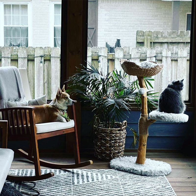 Cat Tree Unique Design Natural Wood Cat Tower Easy Climbing Small cat