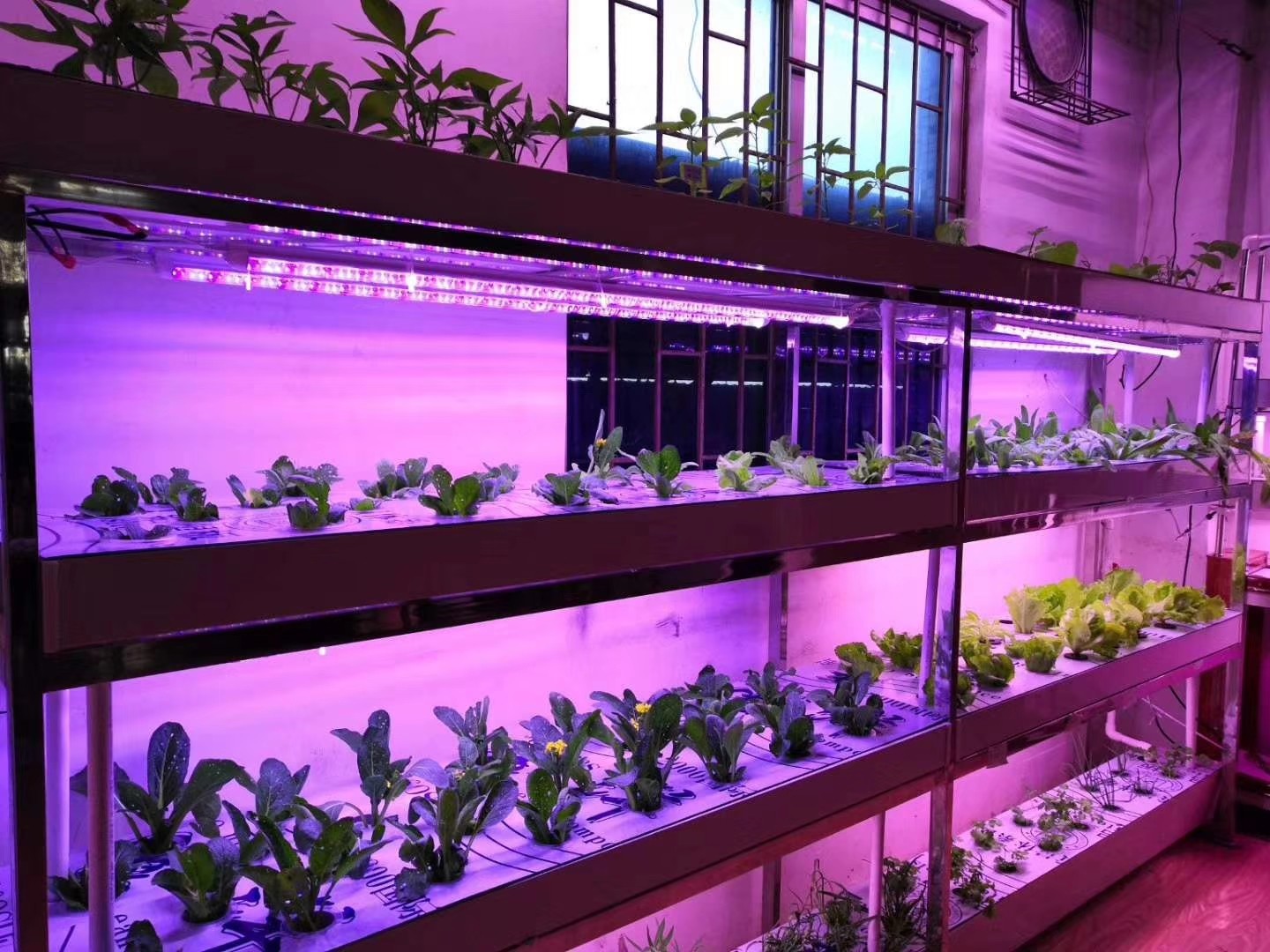 Driverless AC COB LED