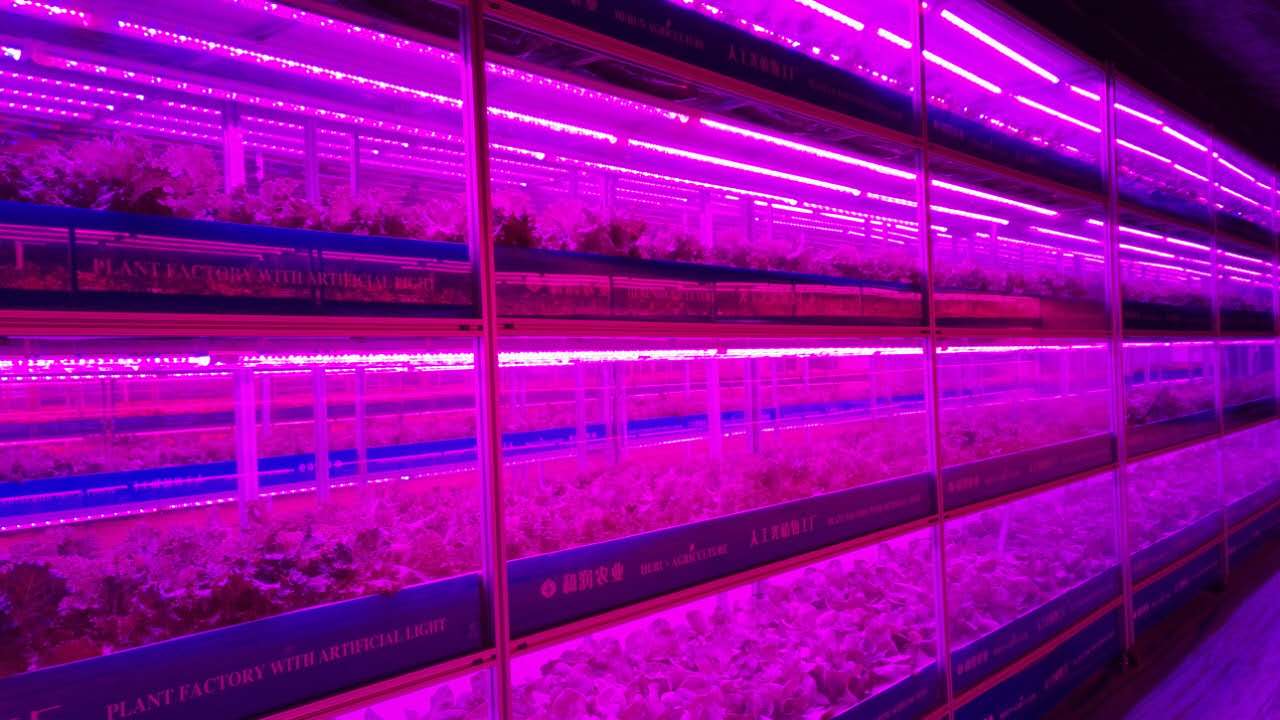 Greenhouse Agriculture Iot Vertical Factory For Modern Agriculture