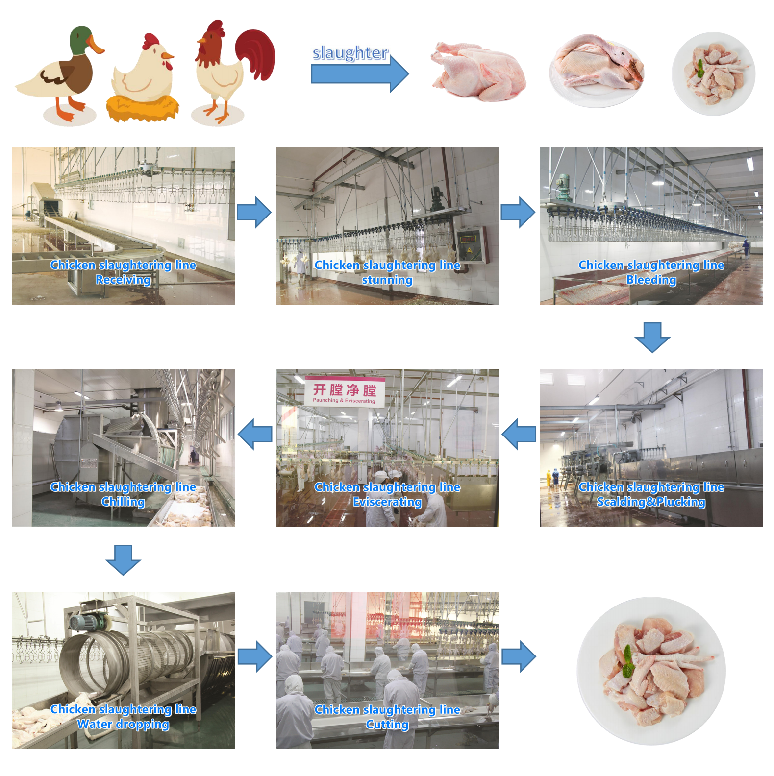 Poultry Automatic Slaughtering Machine 500-1000 BPH Chicken Slaughtering Line