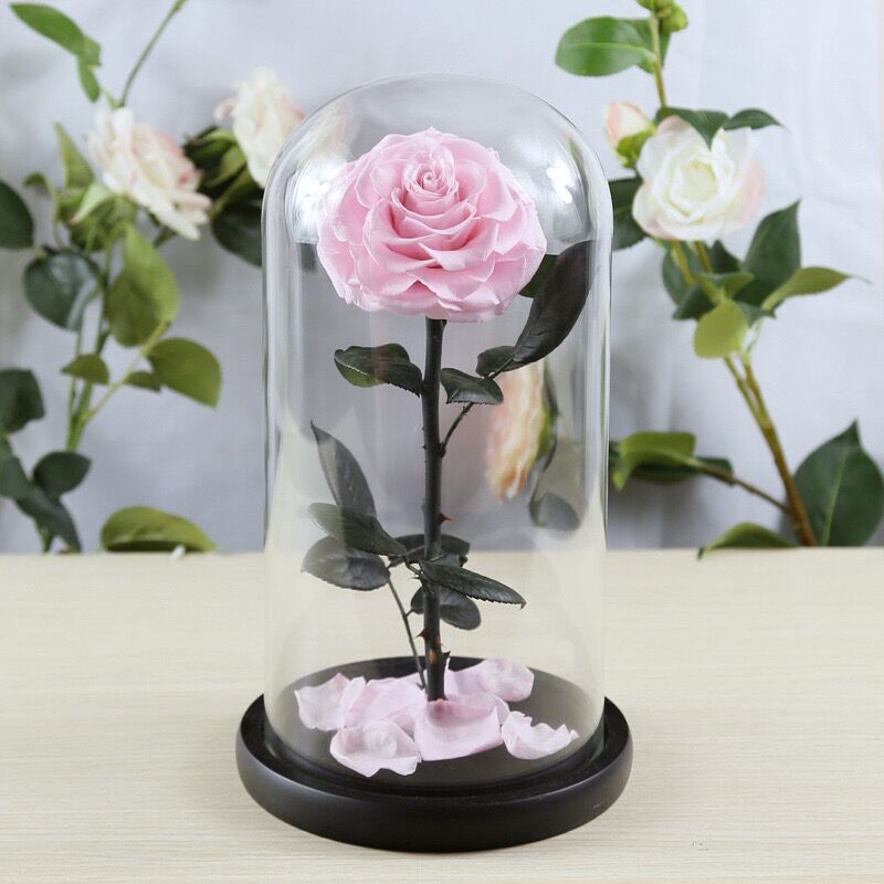 beauty and the beast roses preserved roses in glass dome rose for lover's gift