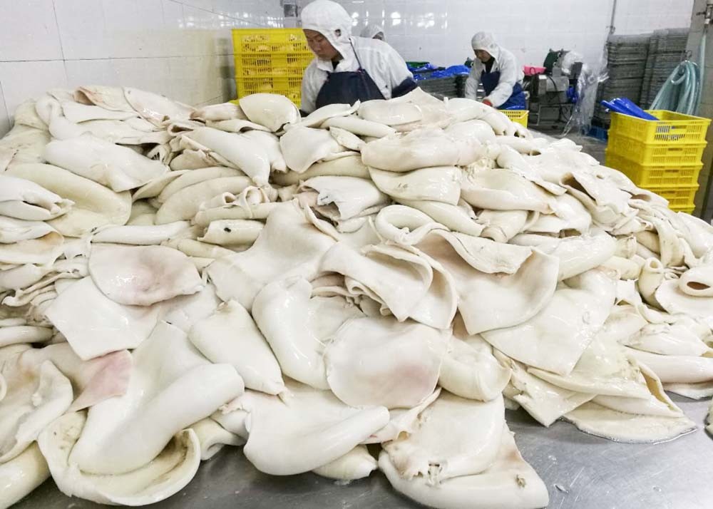Boiled Frozen Squid Tubes Fillet Bqf Darumar Thickness 6mm - 12mm