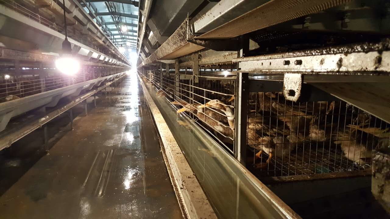 High Quality Poultry Duck Cage , U Shape Steel Battery Duck Cage For Sale