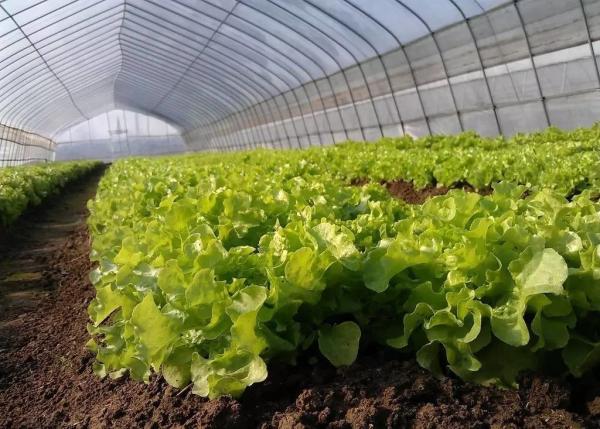 Beautiful Polyethylene Film Greenhouse Good Pressure Resistance For Lettuce