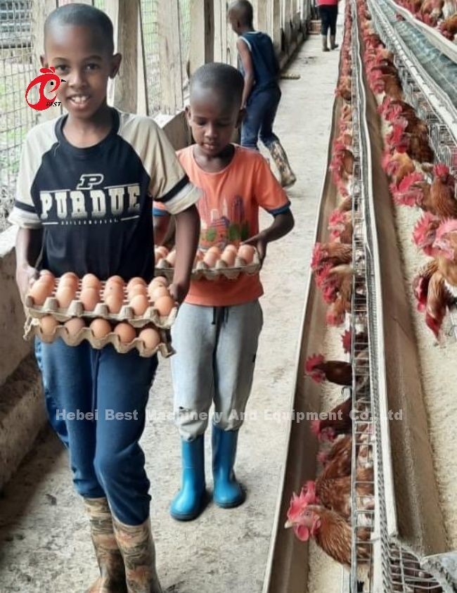 Semi Automatic H Type Battery Cage System For Layers Sandy