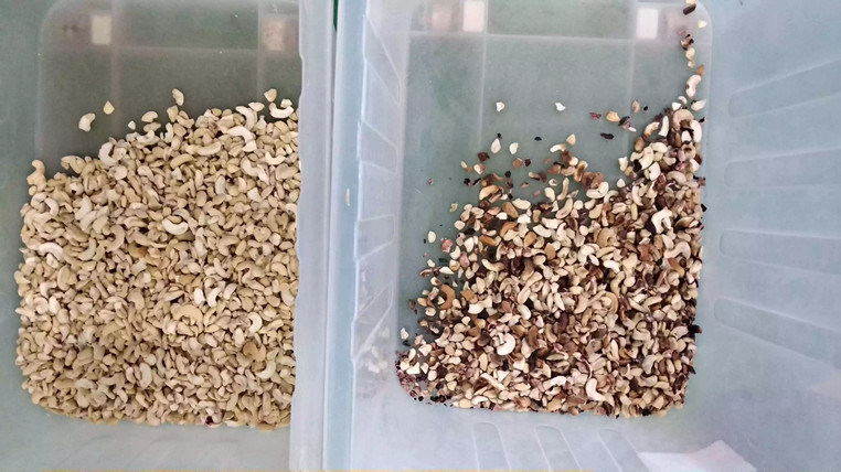 Corn Quinoa Wheat Sesame Rice Color Sorter Multifunction Automatic Ccd Optical