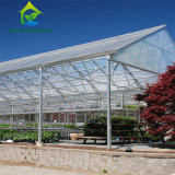 Commercial Single Span Venlo Type PC Sheet Greenhouse Impact Resistant
