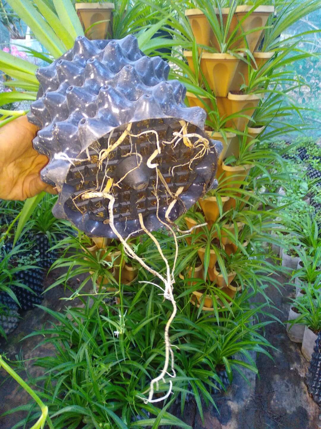 Incredible innovation bonsai root pot in custom design